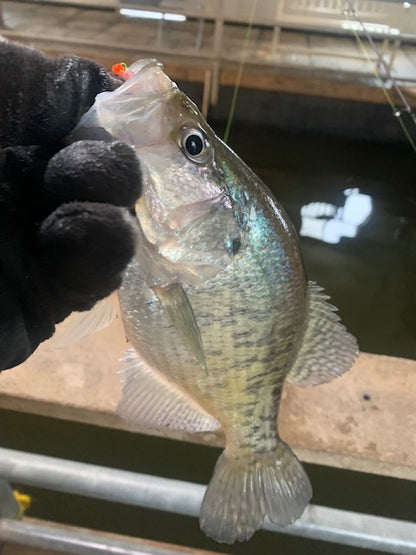 Crappie Hammer Double Neon/Firecracker